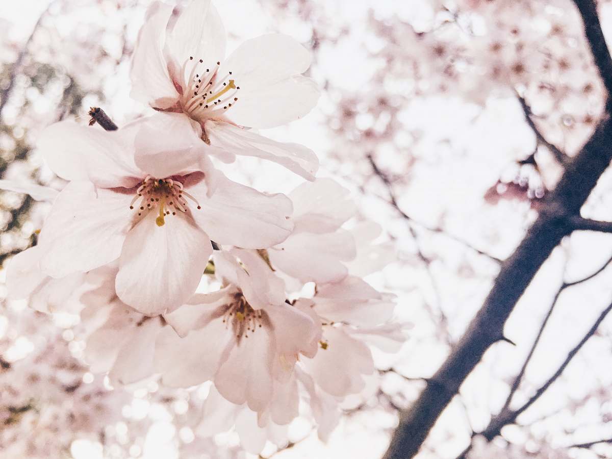 blossom selective focus photography of white petaled flower plant